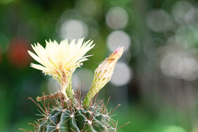 仙人掌和黄花在一个花盆与自然散景背景。Echinofossulocactus Phyllacanth