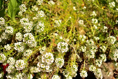 阳光明媚的花园里的花