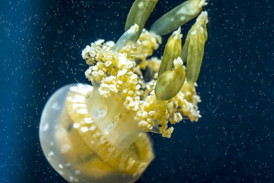 水母