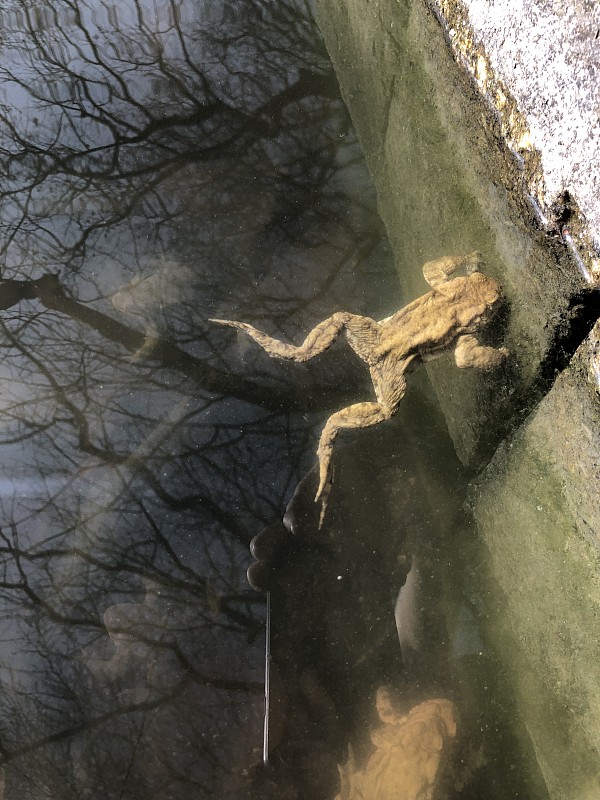 小青蛙在湖里游泳
