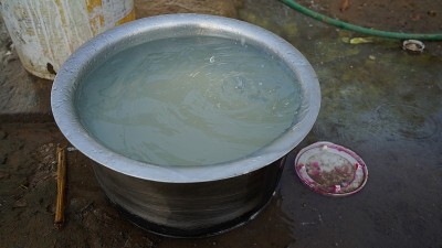 绿色的叶白萝卜。在作物周期的最后阶段，叶片呈黄色。叶子快要枯死了。