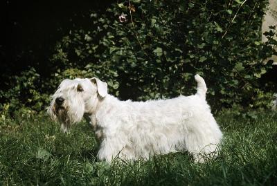 西利厄姆梗犬站在草地上