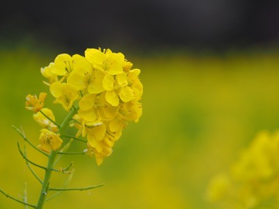 油菜花儿