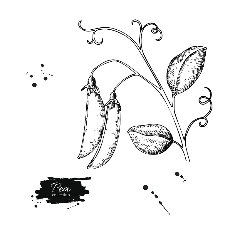 豌豆荚手绘矢量插图。孤立的蔬菜雕刻风格对象。