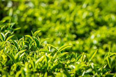 越南大叻茶园的新鲜茶叶