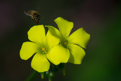 Oxalis Flowers Busy Worker Bee复制空间