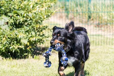 边境牧羊犬混玩