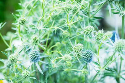 花园里盛开的蓝扁豆