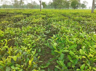 绿茶的花园。印度阿萨姆邦的茶叶农业