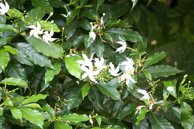 黑纱茉莉花