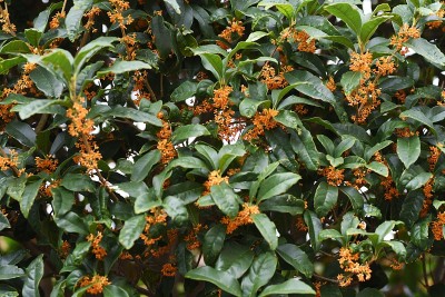 香橄榄花