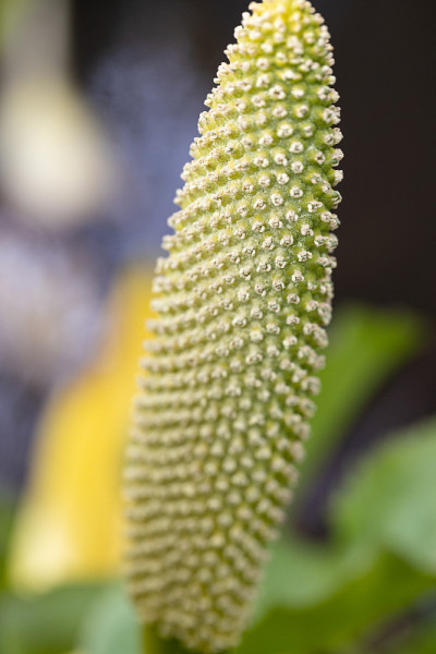 花选择