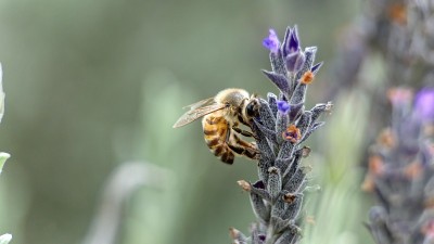 蜜蜂在薰衣草上