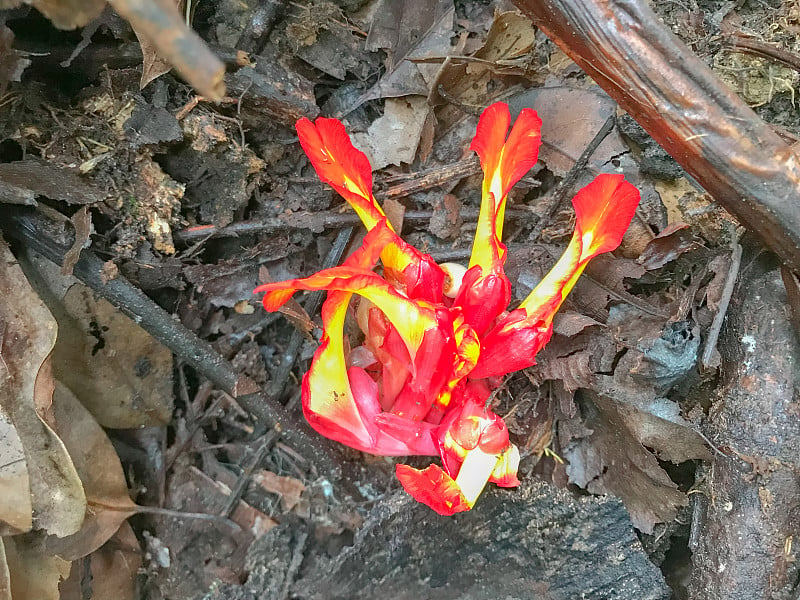 地面开花Etlingera，通常被称为'tuhau'在沙巴，马来西亚。土豪是一种气味浓烈的野姜。