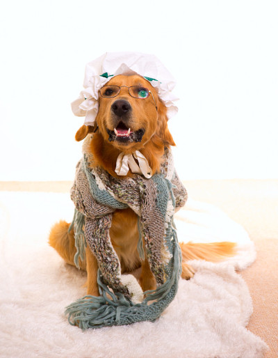 狼狗装扮成奶奶金毛猎犬