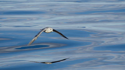 Eissturmvogel, Fulmarus glacialis，北富尔敦