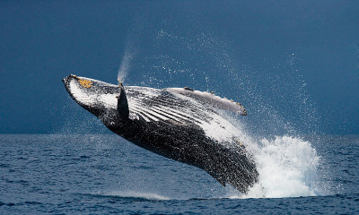 Humpback whale in the water.