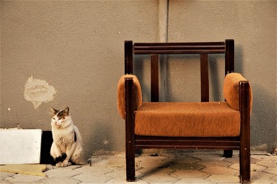 猫和椅子