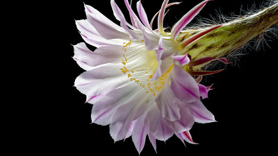 Echinopsis仙人掌花