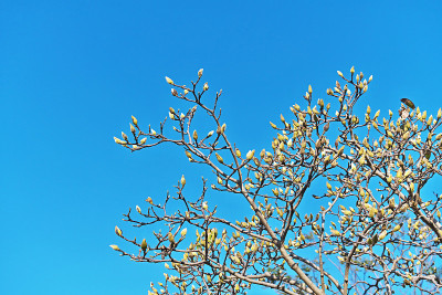 Magnolia她