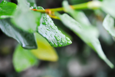 小榕树或攀缘无花果或桑科和露珠