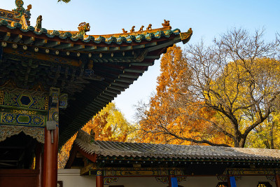 秋天，公园里有中国古建筑的阁楼和银杏树