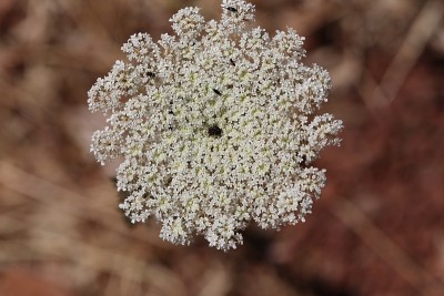 野胡萝卜花