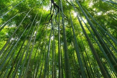 日本的竹林