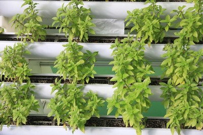 利用水培技术种植罗勒
