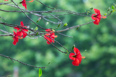 开红花的芙蓉树