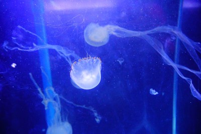 水母
