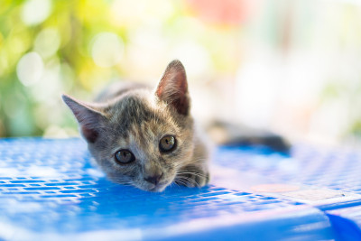 小猫