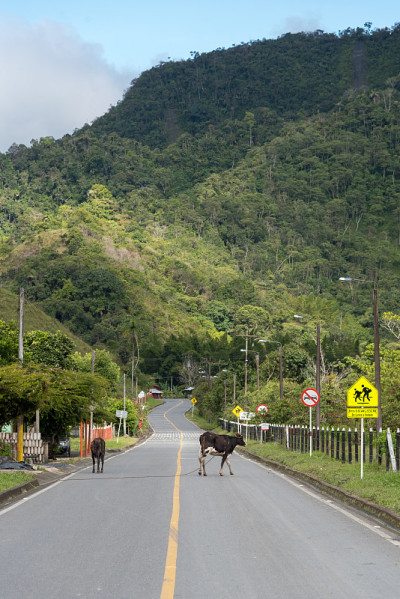 牛road.Colombia交叉。