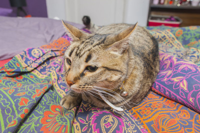 可爱的猫