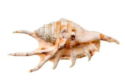 海贝壳孤立