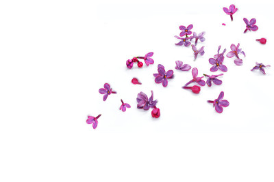 春天紫丁香花。
