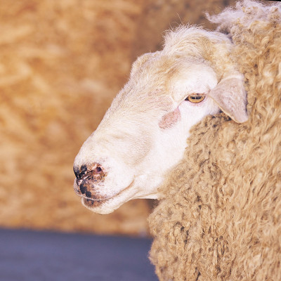 Sad kulunda breeding sheep. Muzzle sharing. Meat a