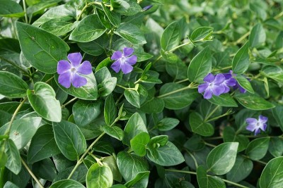 精致的紫色花朵