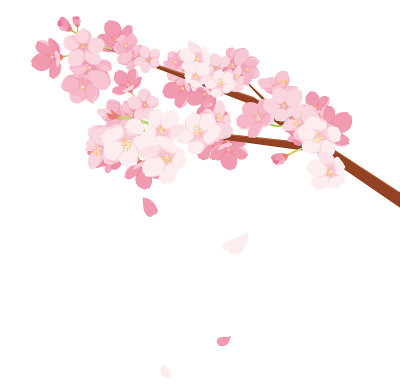 樱花插图