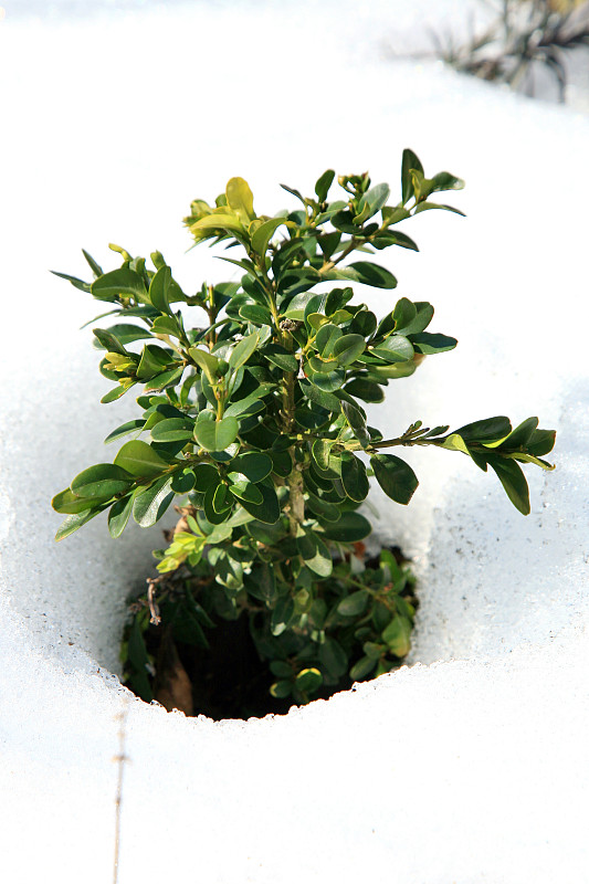 进行了在雪