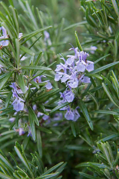 迷迭香(鼠尾草)