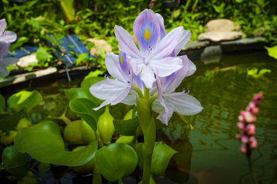 凤凰花开花水葫芦