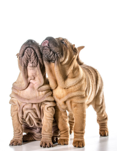 两只中国沙皮犬