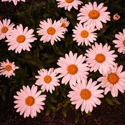 雏菊