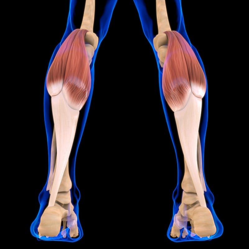 腓肠肌解剖医学概念3D插图