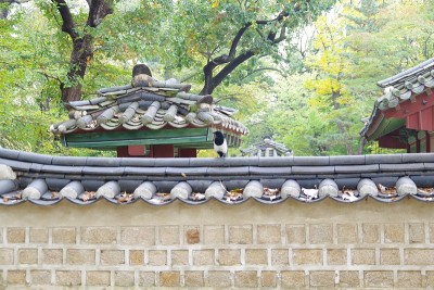 韩国首尔的鸟