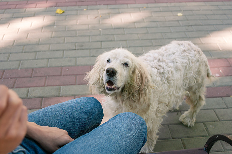 老可卡犬或老狗与女人在公园散步