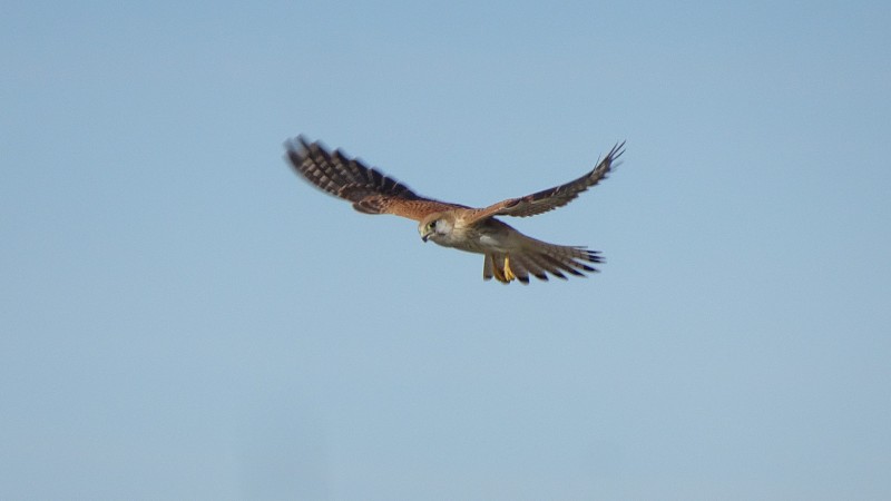 Nankeen Kestrel。法尔科黑塞林二世