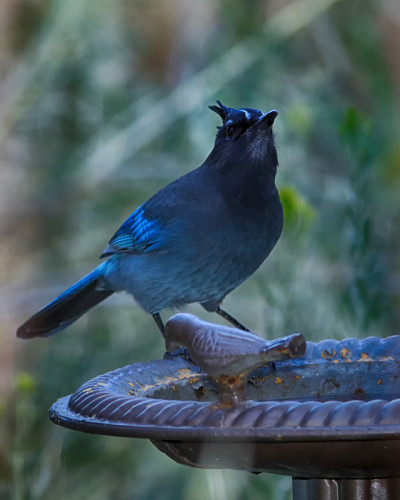 虎头鸦(Cyanocitta stelleri)坐在鸟浴上