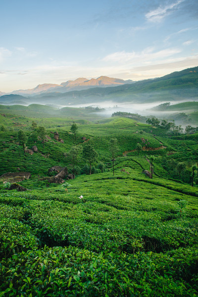 穆纳尔的青山茶园